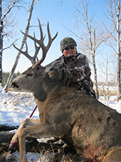 Mule Deer 2