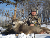 Mule Deer 11