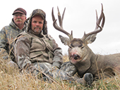 Mule Deer 3