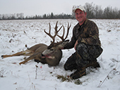 Mule Deer 4