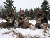 Mule Deer 10