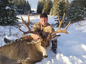 Mule Deer
